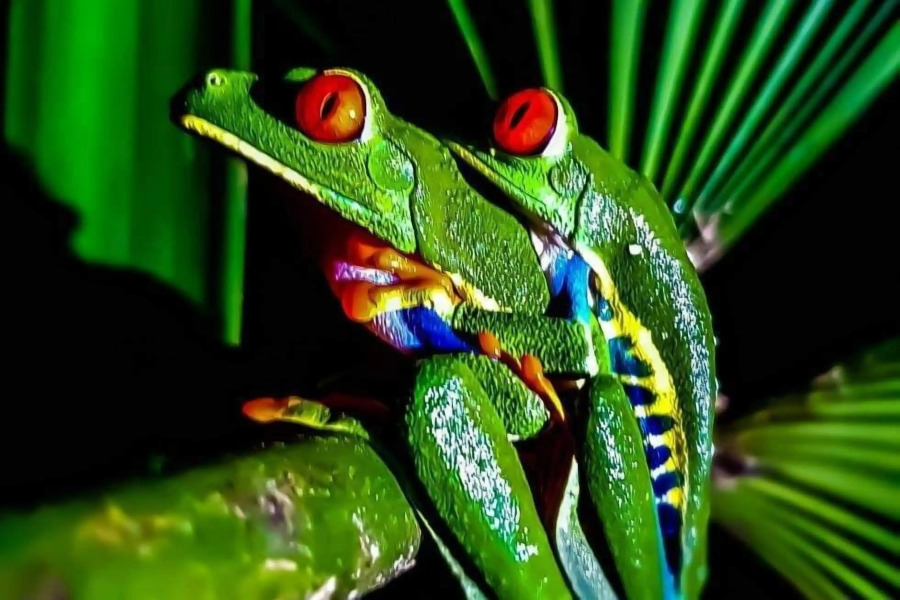 Lake Gardens Arenal Villas