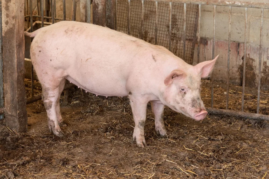 Farm stay Il Carro del Colle