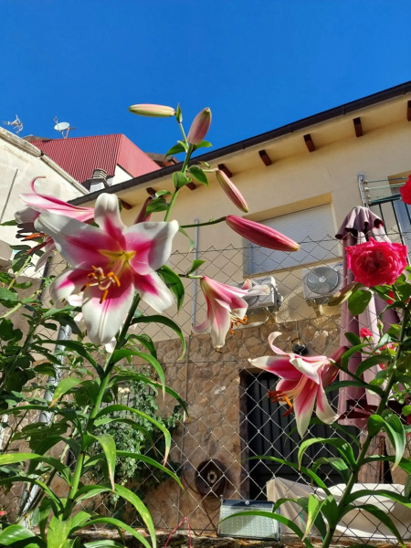 Apartamentos La Chaparrina del Jerte