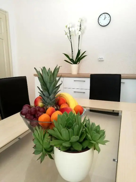 Authentic Dalmatian House