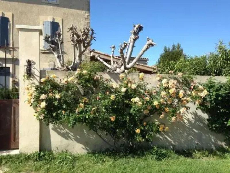 B&B - Le Vieux Figuier