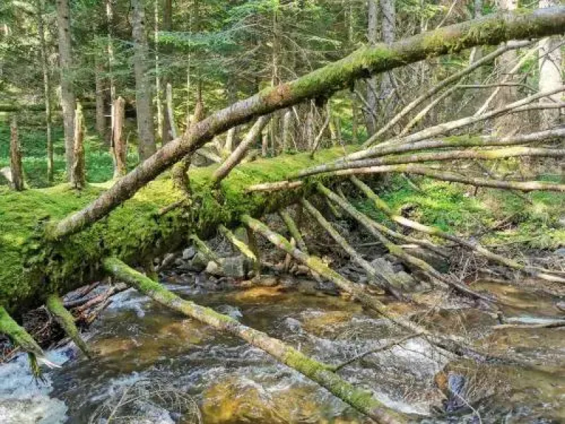 Apartments Rogla Lukanja 1