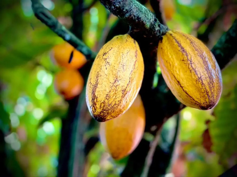 Habitation Caféière Samana Beauséjour