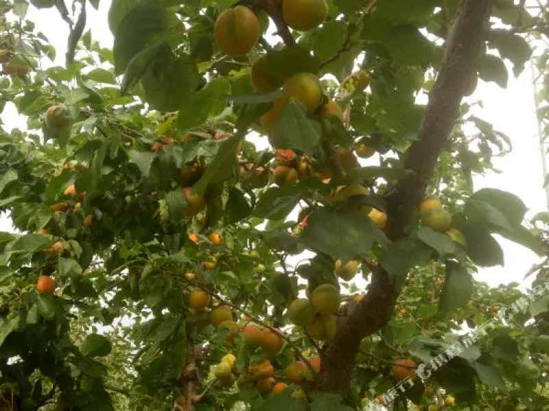 Chuixiang Rural Guesthouse