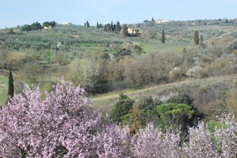 Gli Oleandri di Belfiore