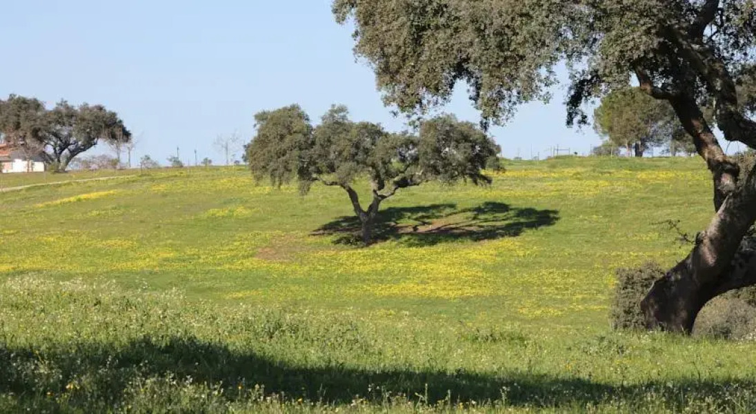 Monte Aguentinha Do Campo