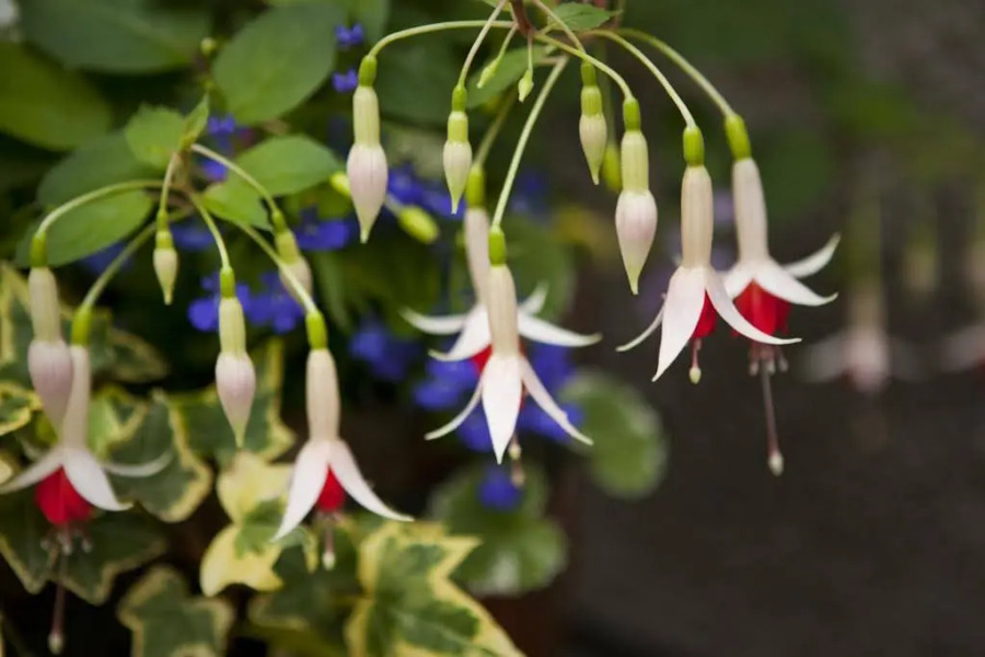 Rosehill Guest House