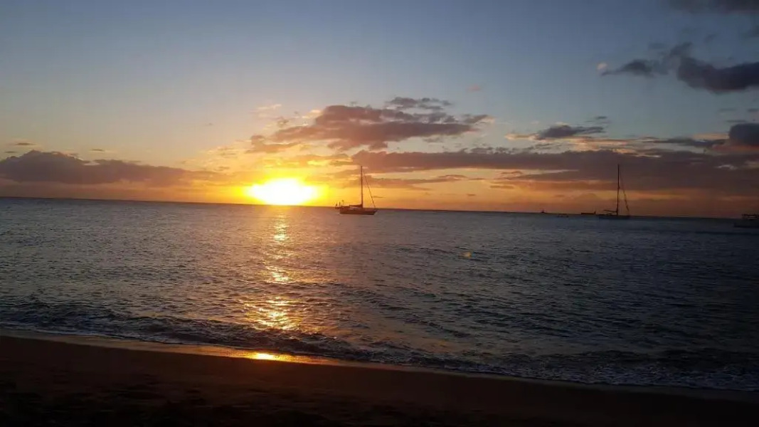 La palmeraie De Saint James