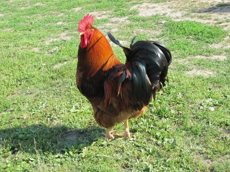 Teglgaarden bed and breakfast