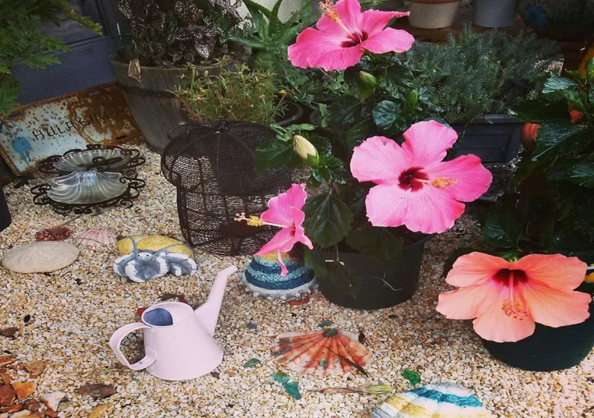 Seaside Guest House Plumeria