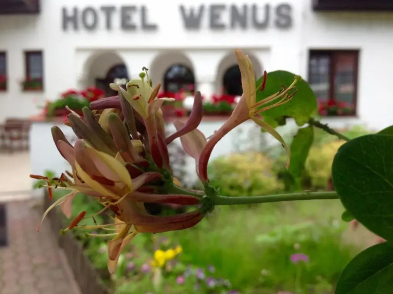 Hotel Wenus