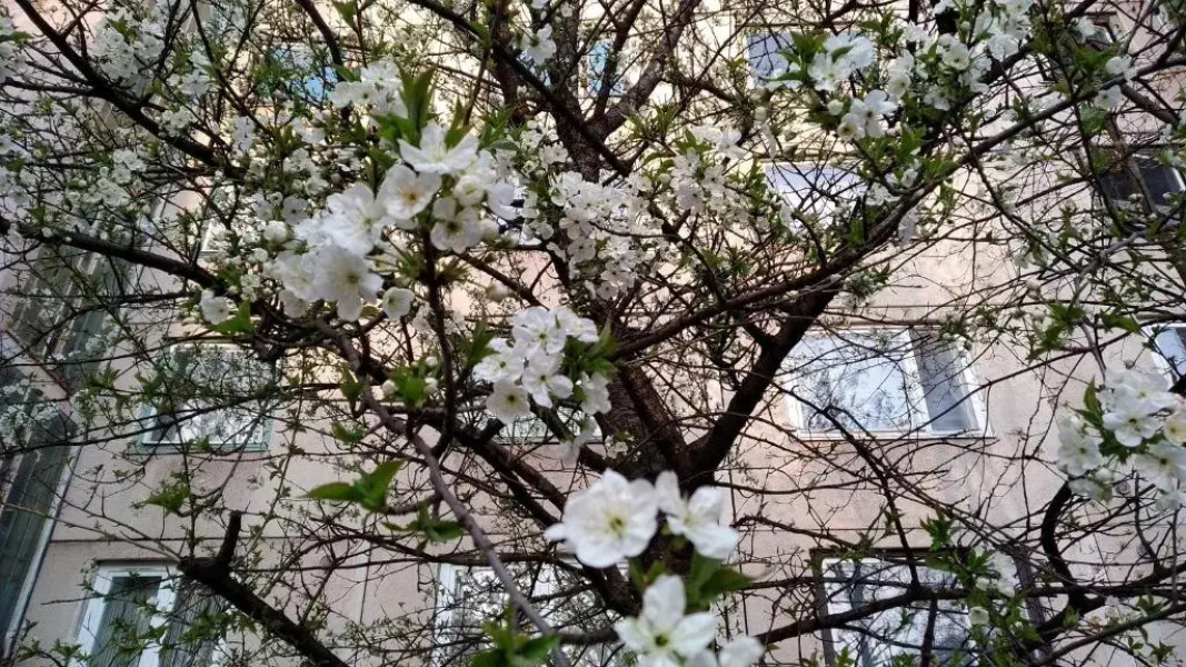 Gesztenyés Apartman