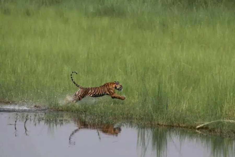 Bardia Jungle Cottage