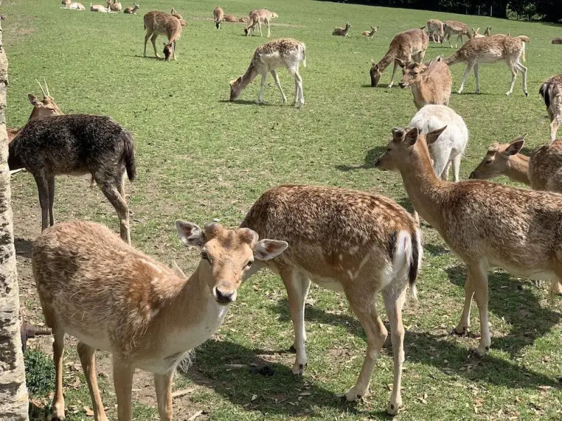 The Padstow Cottage - Coswarth House