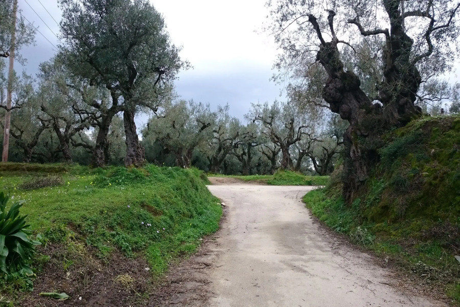 Zante Dolphin I Alykes