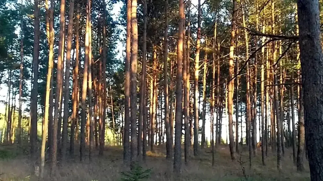 EKOLANDIA Domek na wynajem