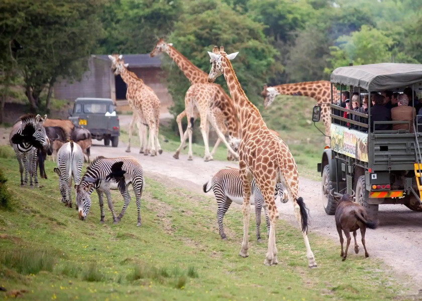Port Lympne Reserve - Port Lympne Hotel