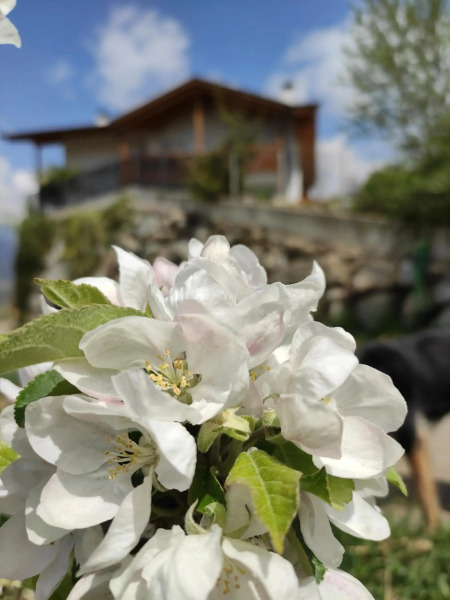 Prünsterhof Schenna