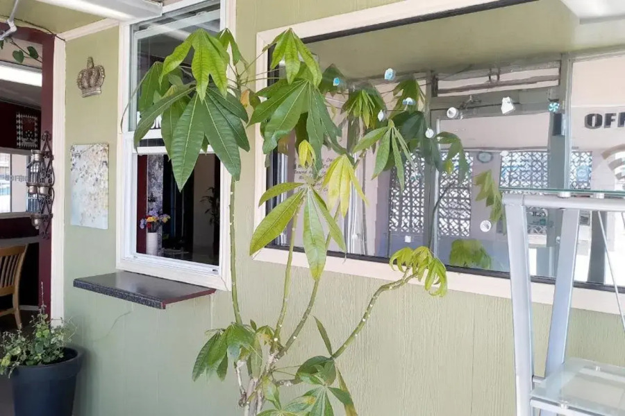 OYO Hotel Kings at Clovis