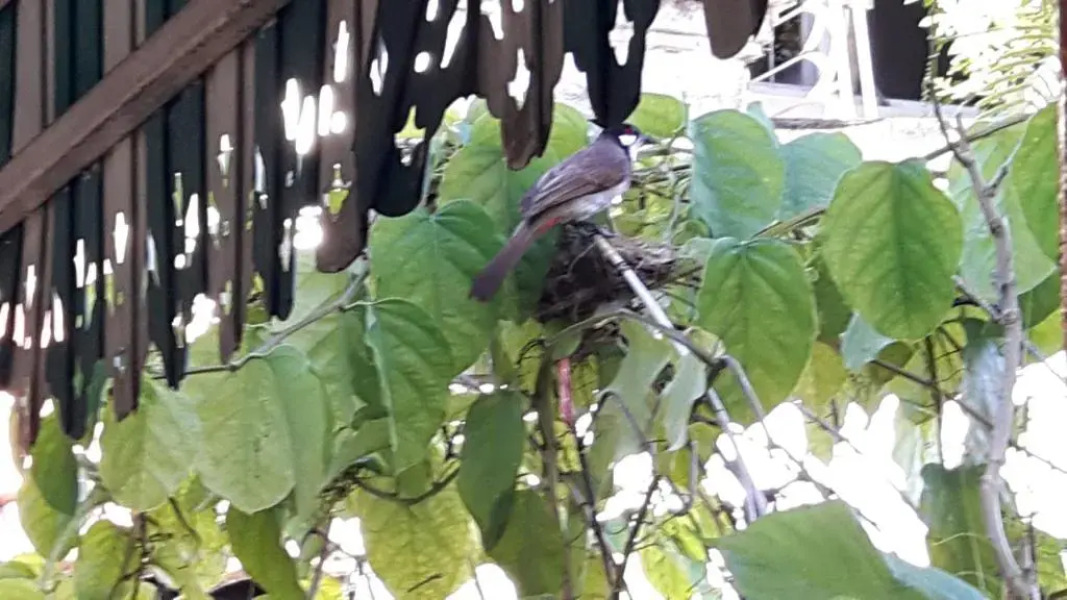 Home Baan Chiang Mai