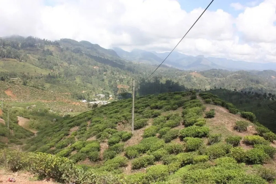 Mountain View Bungalow