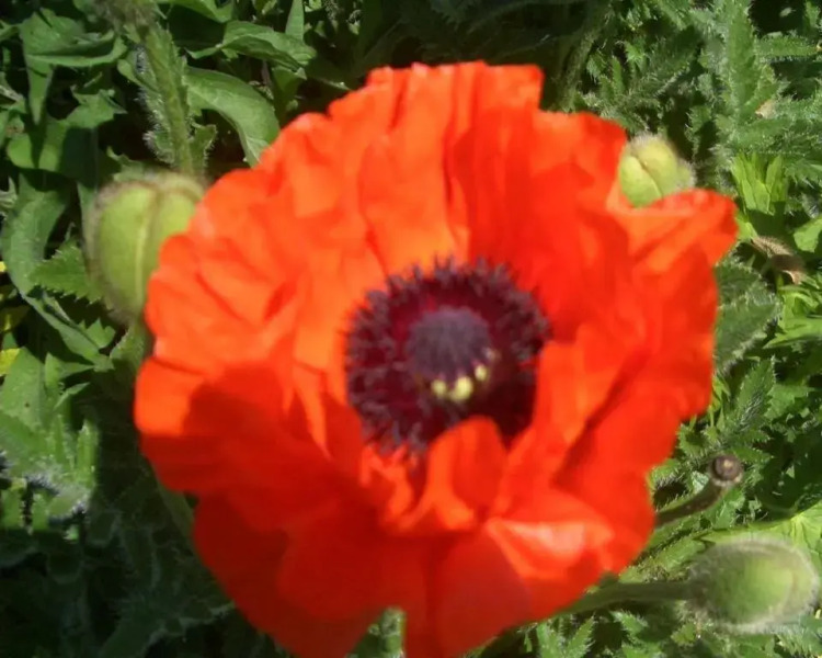 The Sea Spirit Guest House