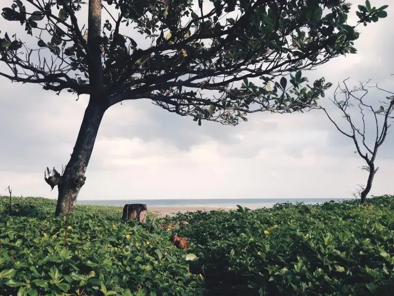 Pannzian Beach Resort