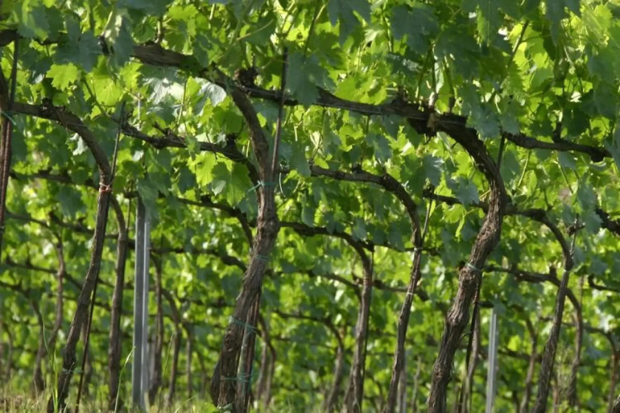 Tuscany Bliss: Garden Retreat