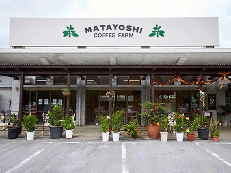 Matayoshi Coffee Farm