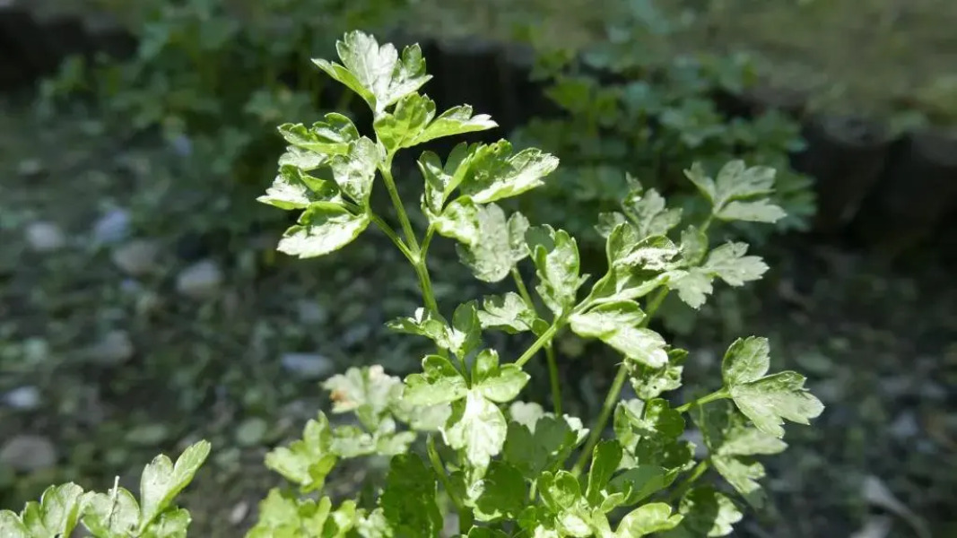 Quater Apartments - Tremezzina