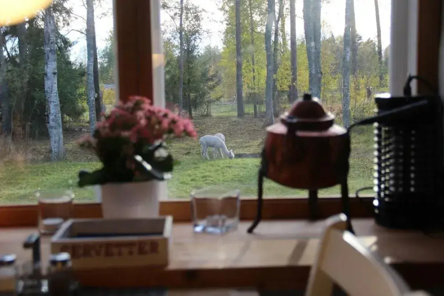 Norrängens Alpacka - Bed & Breakfast