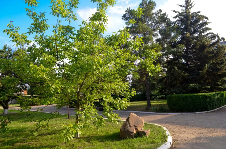 Гостинично-оздоровительный комплекс Отдых