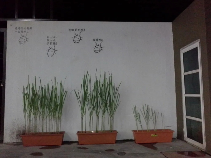 Urban Homestead