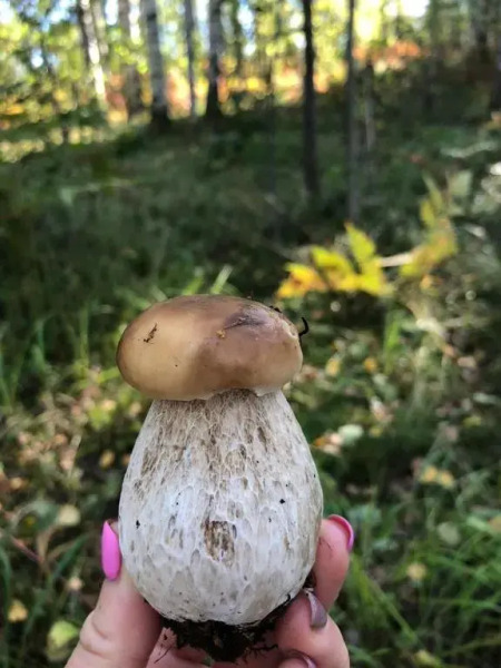 Ristiina Apartment with Sauna