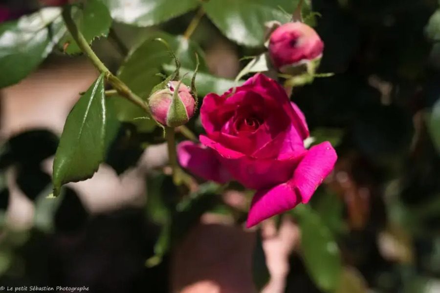 Chambre d'hôtes Le Petit Flo