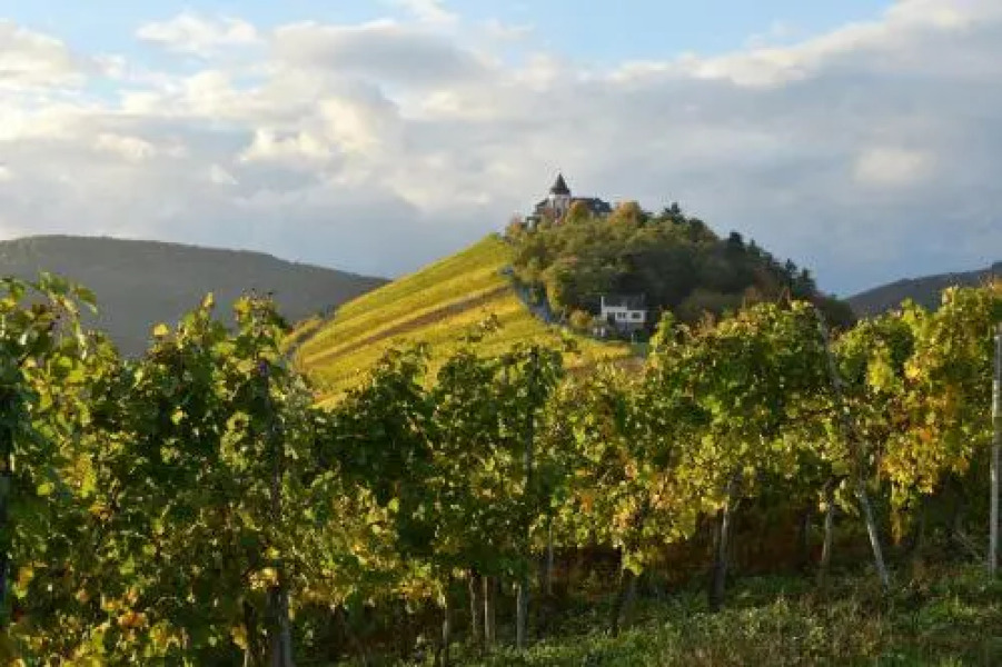 Weingut Rosenbaum