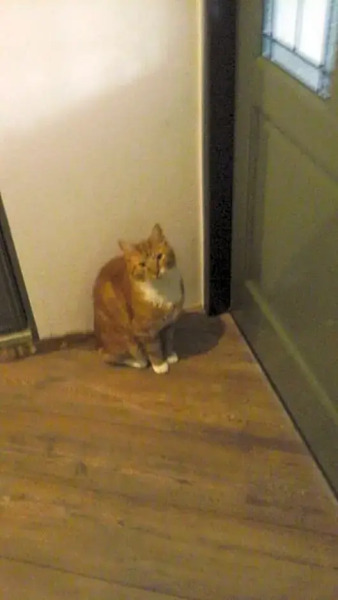 Guesthouse De Vijf Bees