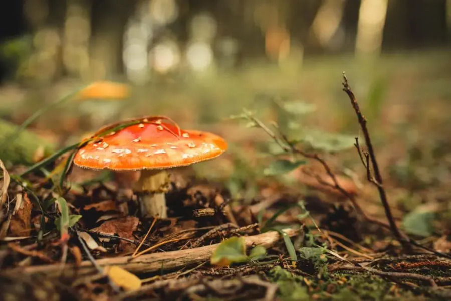 Ungru Guesthouse and Restaurant