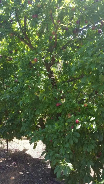 Finca Sa Cova de Mallorca