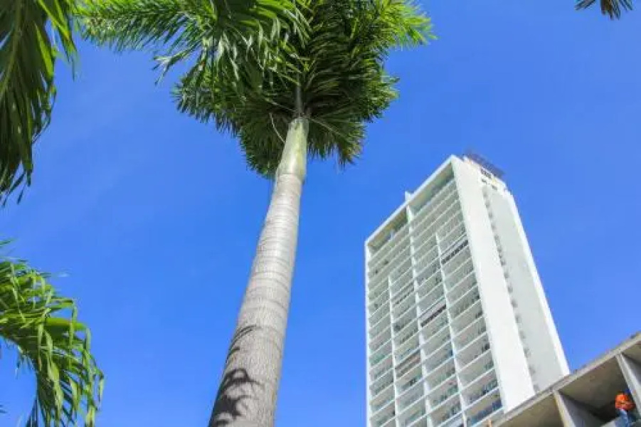 El Palmar Residences