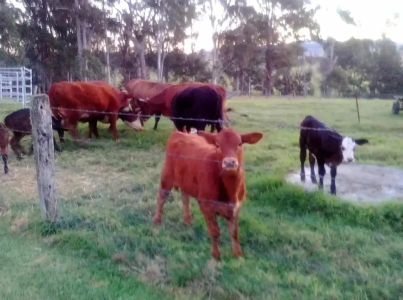 Woodenbong Bed and Breakfast