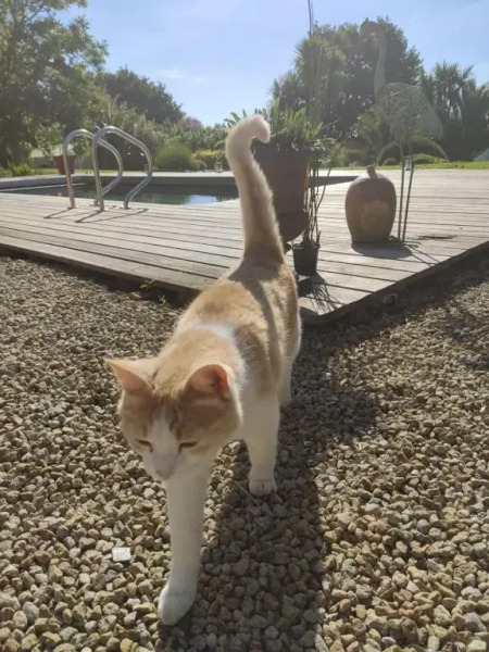La petite Hautière Maison 2 personnes Plouer sur Rance avec piscine
