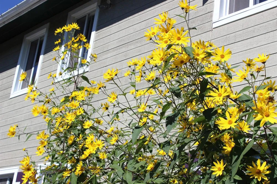 Auberge La Belle Verte