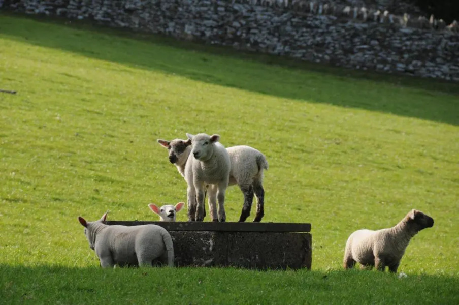 Willowherb Glamping Pod