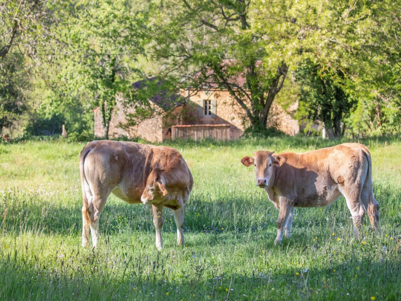 Rustic Holiday Home in Loubejac with Jacuzzi