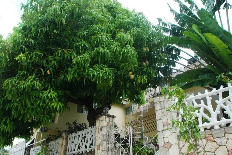 Mango Tree Peaceful Pension
