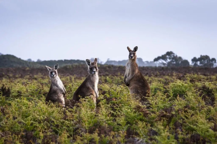 Cradle Gateway Chalets