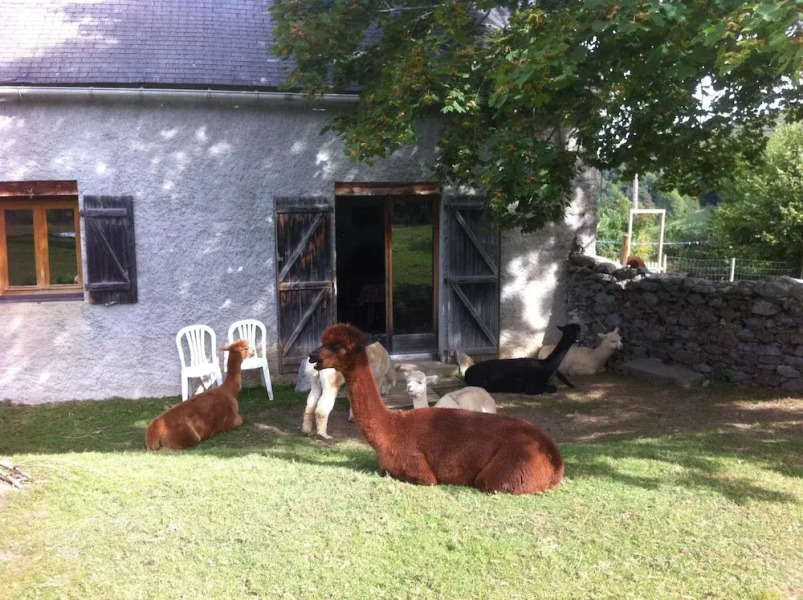 Les Alpagas Des Baronnies