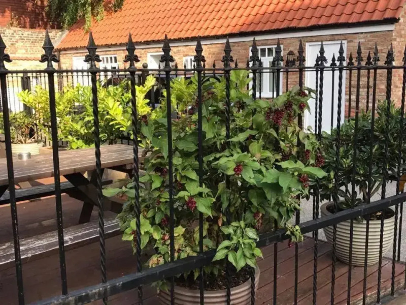 Horse And Groom (Adults Only)