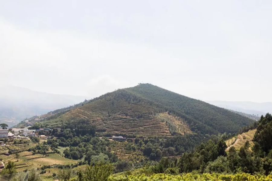 Quinta do Bosque